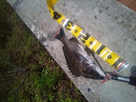 楽しめて1日　～辰巳橋・さざなみ公園～