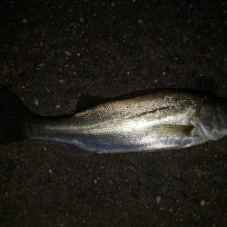 夜練釣行