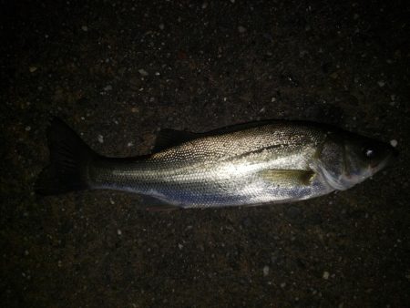 夜練釣行
