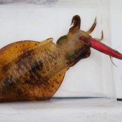 激シブエギング