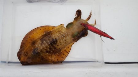 激シブエギング