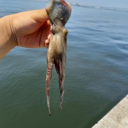 ショアジギング不発