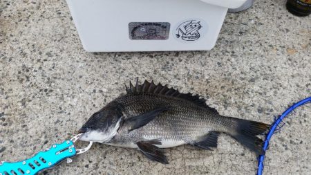 紀州釣りに挑戦！！