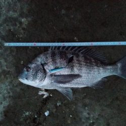 ヒラメ釣ってからルアーで釣れるまで半年かかってしまった。嬉しさ100倍