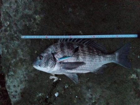 ヒラメ釣ってからルアーで釣れるまで半年かか…