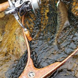 綺麗な夏ヤマメ