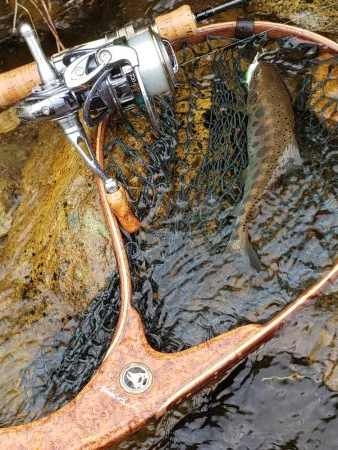 綺麗な夏ヤマメ