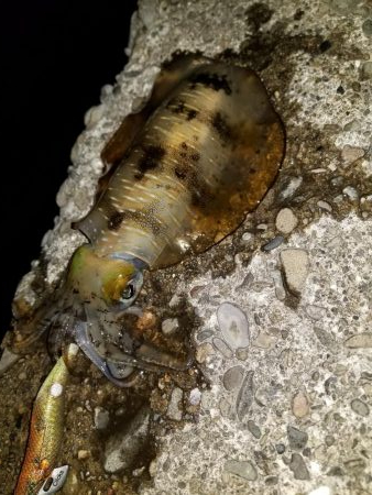 久しぶりのナイトエギング♪