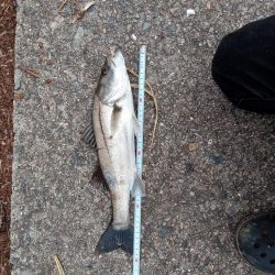 先週に引き続き釣果アリ