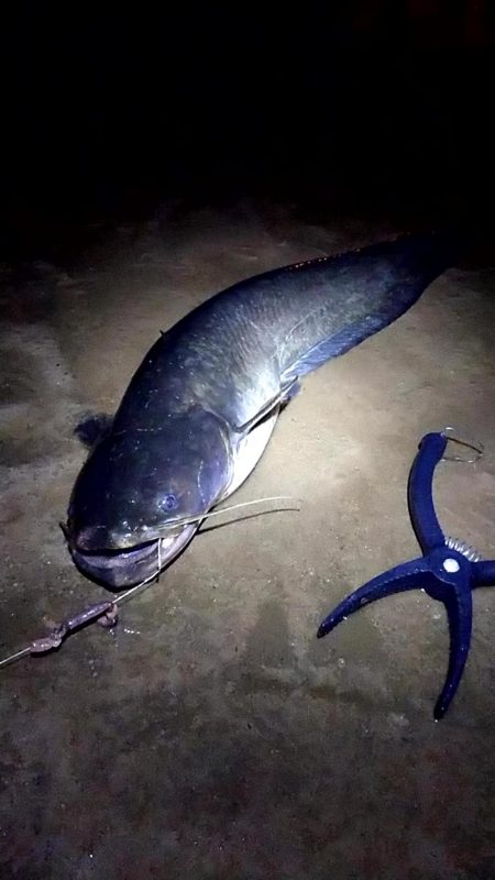 武庫川で半夜釣り