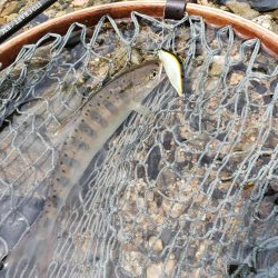 本流サイズは出なかった( ノД`)…