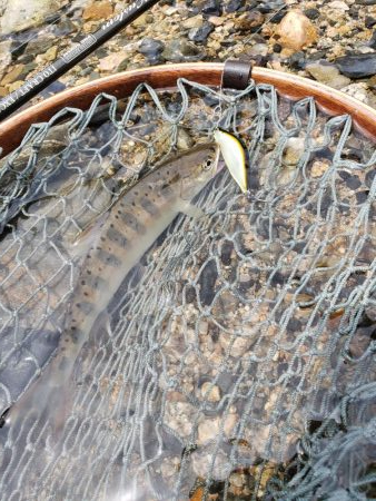 本流サイズは出なかった( ノД`)…