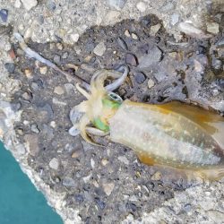 チビアオリ(^^)(–;)