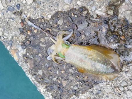 チビアオリ(^^)(–;)