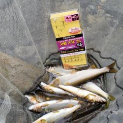 4度目の鮎釣り
