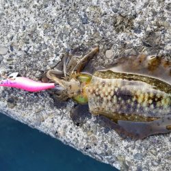 梅雨エギング♪