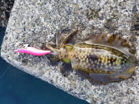 梅雨エギング♪