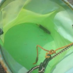 オトメベラGET!!