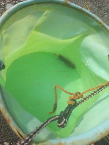 オトメベラGET!!