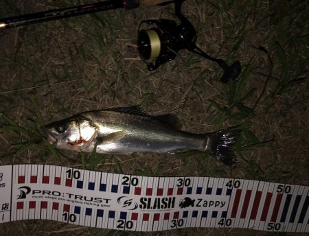 ナイトシーバス