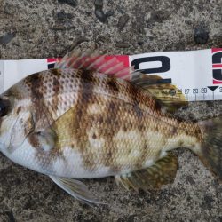 久しぶりの好釣果