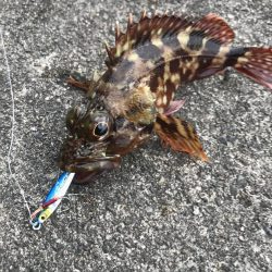 ダイソールアーでカンパチGET