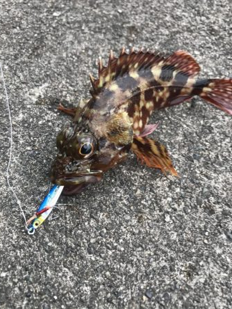 ダイソールアーでカンパチGET