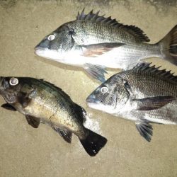 良型めばる　まだいました