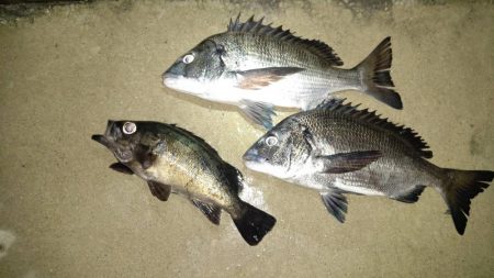 良型めばる　まだいました