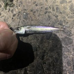 アジを釣りに行ったのに
