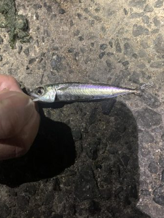 アジを釣りに行ったのに