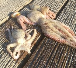 昼間からでも何とか