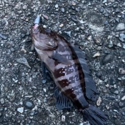 湾奥ライトゲーム