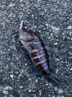 湾奥ライトゲーム