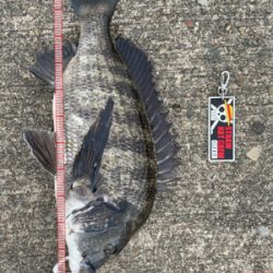 スライダーでチヌ