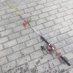 日曜にタコ散歩は厳しい。。