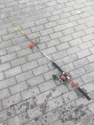 日曜にタコ散歩は厳しい。。