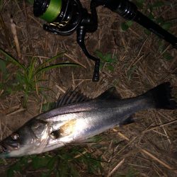 ががっときました。