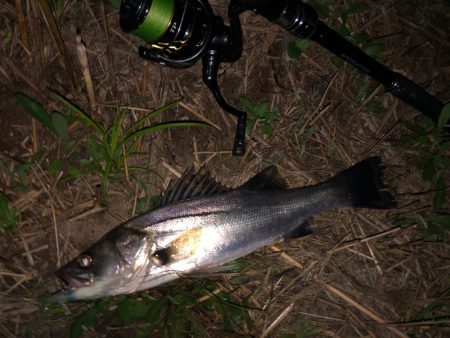 ががっときました。