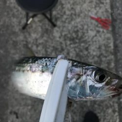 20年ぶりのマイワシ!