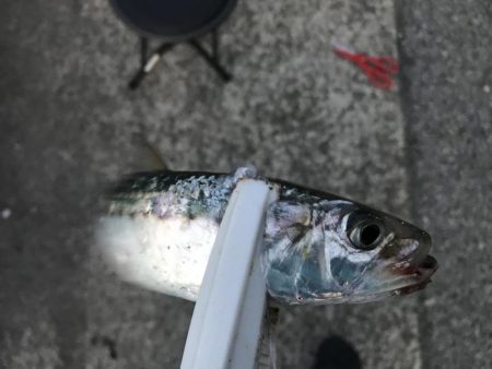 20年ぶりのマイワシ!