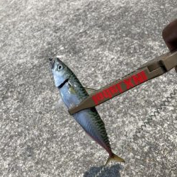 ライトゲームで小サバ