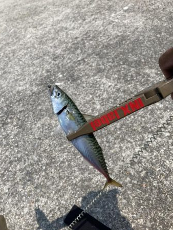 ライトゲームで小サバ