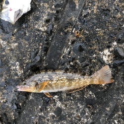 アジ　アイナメ　キス　ソイ