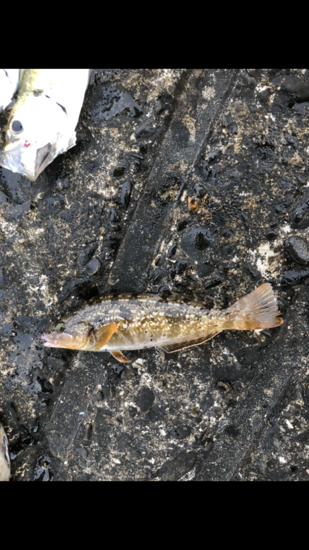 アジ　アイナメ　キス　ソイ