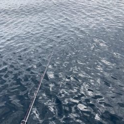 浅川沖でレンコダイ