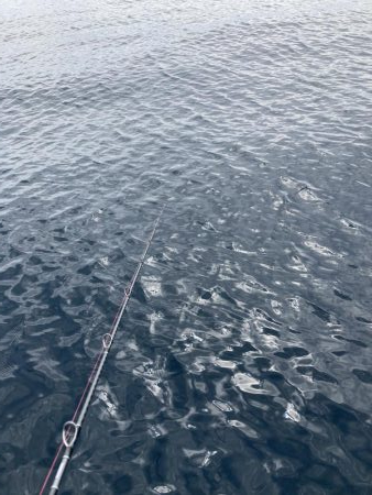 浅川沖でレンコダイ