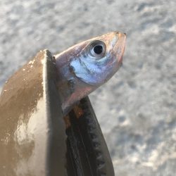 ダイソージグサビキで大漁