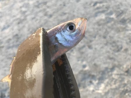 ダイソージグサビキで大漁