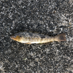 アジング　アジ　アイナメ